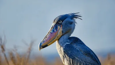 Shoebill Stork Standing Still In Natural Wetland Habitat