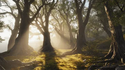 Sunlight Beams Through Ancient Forest Trees