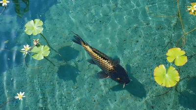 Black And Gold Koi Fish Swimming In Clear Pond