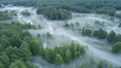 Aerial View Of Dense Forest Covered In Morning Mist