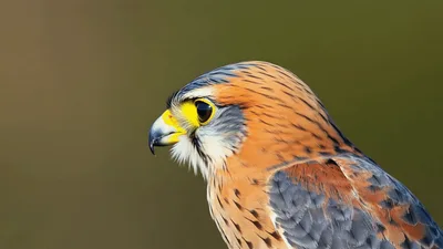 Common Kestrel Bird Turning Head Against Blurred Background