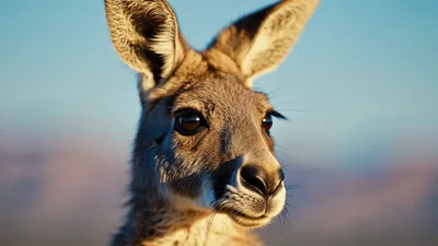 Close Up Portrait Of A Kangaroo Looking Around