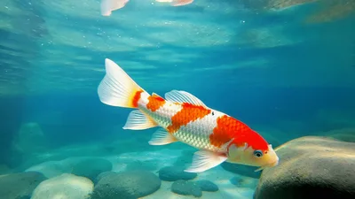 Orange and White Koi Fish Swimming Underwater