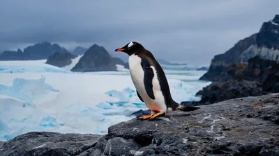 Gentoo Penguin Standing On A Rocky Antarctic Cliff
