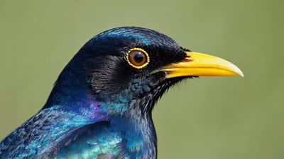 Close Up Portrait Of A Glossy Starling Bird