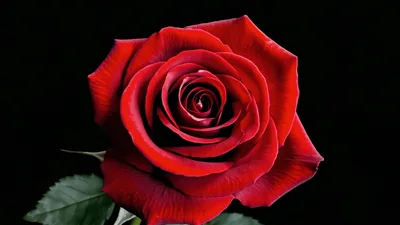 Single Red Rose Blooming Against Black Background