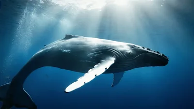 Humpback Whale Swimming Through Deep Blue Ocean Waters