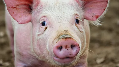 Close Up Portrait Of A Pink Piglet Looking Forward