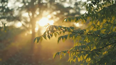 Golden Sunlight Filtering Through Green Tree Leaves