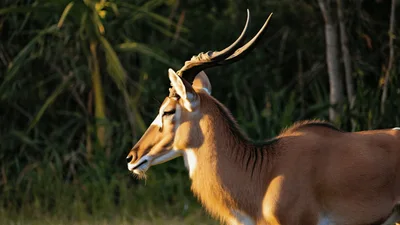 Common Eland Antelope Standing In The African Savanna