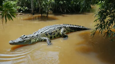 Large Crocodile Resting In Murky Tropical River Water