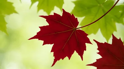 Maple Leaves Changing Color From Green To Red