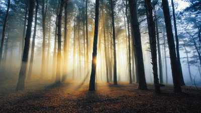 Sunlight Beams Shining Through Misty Pine Forest Trees