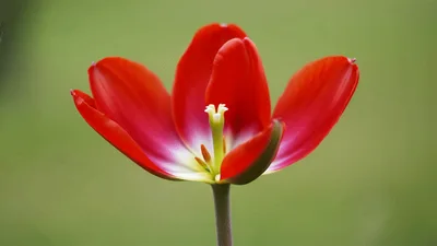 Red Tulip Flower Blooming In Time Lapse
