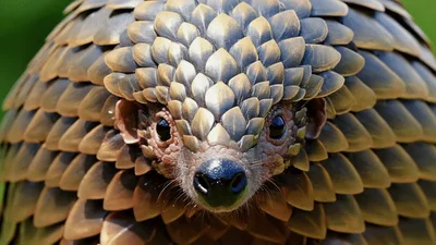Close Up Portrait Of A Pangolin Looking At Camera