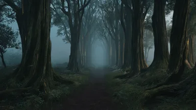 Foggy Forest Path With Tall Ancient Trees