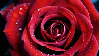 Close Up Of A Vibrant Red Rose With Dewdrops