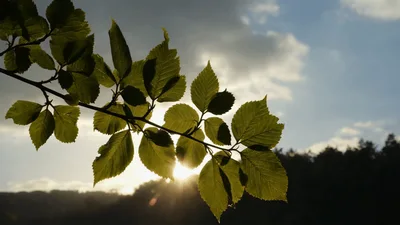 Sunlight Shining Through Green Leaves On A Tree Branch