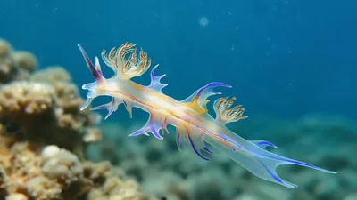Cuthona Nudibranch Swimming Through Clear Tropical Ocean Water