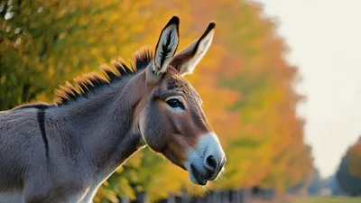 Donkey Standing Still In A Sunny Autumn Forest