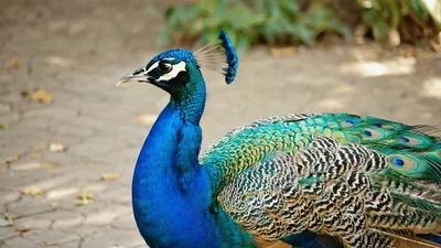 Majestic Indian Peacock Standing Still In A Park