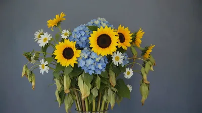 Time Lapse Of Wilting Sunflower And Hydrangea Bouquet
