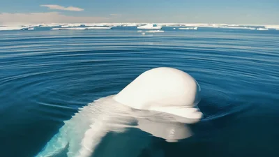 Beluga Whale Emerging And Diving In Arctic Waters