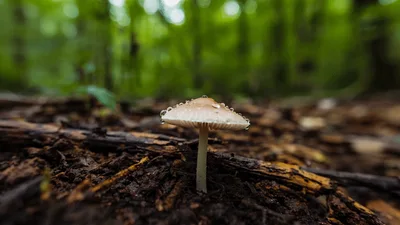 Small Mushroom With Water Droplets In Forest