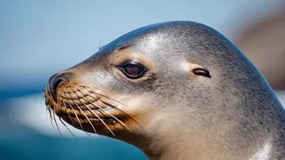 Close Up Portrait Of A California Sea Lion