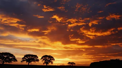 Dramatic Sunset Clouds Moving Over Silhouetted Trees