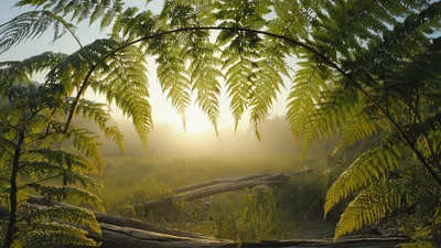 Golden Morning Sun Shining Through Fern Leaves