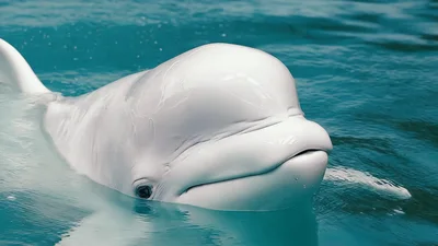 Beluga Whale Swimming Calmly In Clear Blue Water