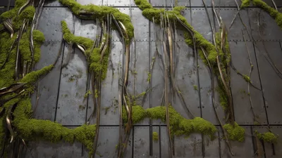 Moss Growing Over Industrial Metal Wall Panels