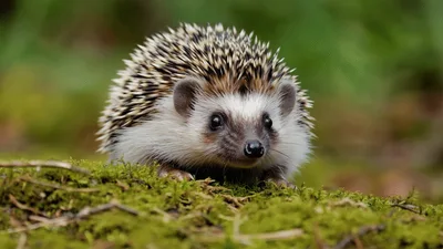 Small Hedgehog Walking On Mossy Forest Floor
