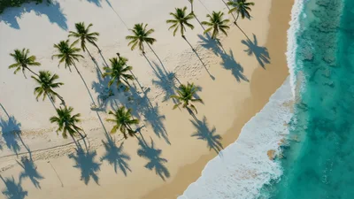 Aerial View Of Tropical Beach With Palm Trees