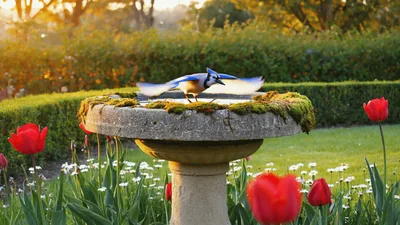 Blue Jay Bathing in a Stone Birdbath