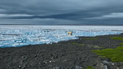 Glacier Ice Collapse And Polar Bear On Arctic Coast