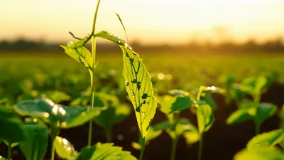 Young Green Seedlings Growing In A Sunny Field