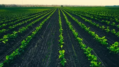 Aerial View Of Young Green Crops In Agricultural Field