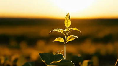 Young Soybean Plant Growing In A Sunny Field