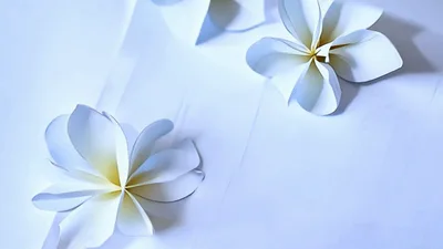 White Plumeria Flowers Arranged On A White Background