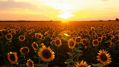 Golden Sunsets Over A Vast Blooming Sunflower Field
