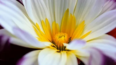 Time Lapse Of A Purple And White Flower Blooming