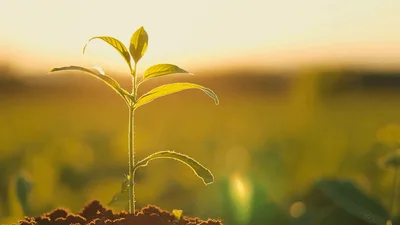 Small Green Sprout Growing In Fertile Soil
