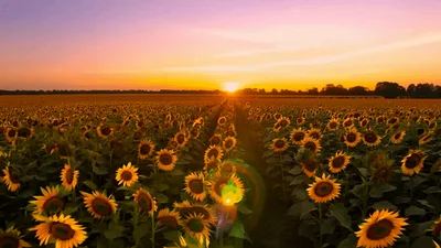 Aerial View Of A Sunflower Field At Sunset