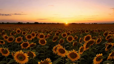 Sunflowers Blooming In A Field During Sunset