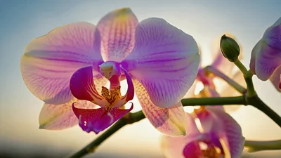 Beautiful Pink Orchid Flowers Blooming Against Sunset Sky