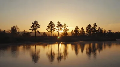Golden Sunrise Over A Calm Lake With Pine Trees