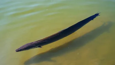 Long Eel Swimming Slowly In Shallow Murky Water