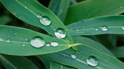 Clear Raindrops Resting On Vibrant Green Bamboo Leaves